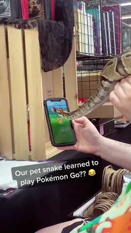 Sooo we just got a new pet snake and she can play Pokemon Go??? 🐍 #pokemon #pokemongo #snake #snakes #snakesoftiktok #snaketok