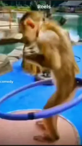 The remix is crazy. This is for #kevinsamuels 😂😂😂🤣🤣🤣🤣 #fnf #viralvideo #gloilla #monkey #fyp #fypシ