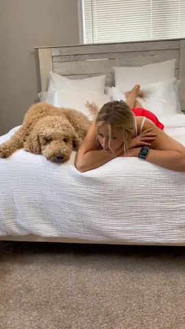 The most simple of needs 🤍 #dogsoftiktok #lovehim #dogmom