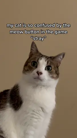 y’all hear that 🤨 #catsoftiktok #tiktokcats #PetsOfTikTok #catwatchingtv #cattok #stray