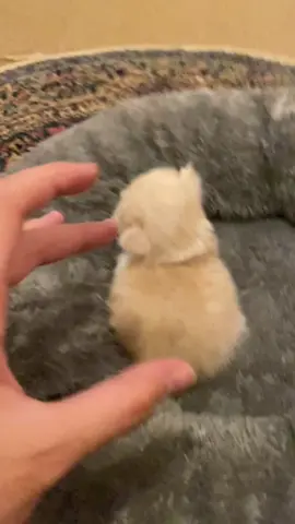 Kenapa aroma bayi kucing sangat lejat dan bergiji, kayak cookies n cream wanginya