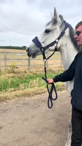 #horsetok #3yo #connimara #horses #pony #naughty #fyp #bally