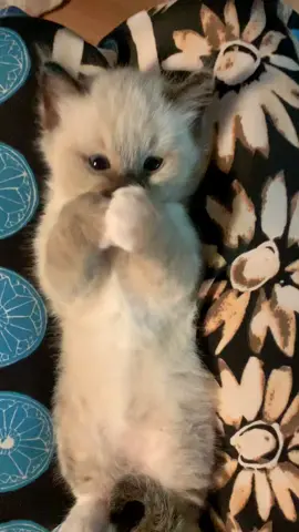 #Ragdoll #Ragdollbaby #kitten