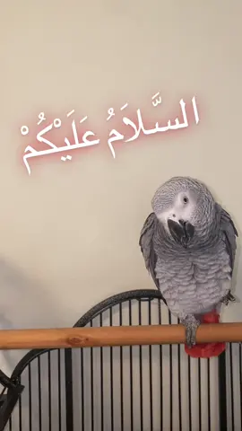 How many salam replies can i get?#parrot #africangrey #talkingbird #pet ##Love#cute #happy #adorable #happypet #muslim #salamaleykum #islam #ببغاء #طيور #كاسكو #arab ##ArabTikTok##السلام_عليكم##Love#beautiful #africangreyparrot