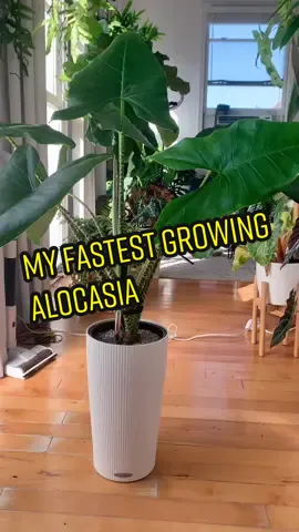 Alocasia unboxing video 👉 @leafydiva #Plants #PlantTok #houseplants #plantsoftiktok #alocasiazebrina #alocasia
