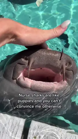 BRB getting a shark as my next pet 🥹 #nurseshark #nursesharks #exuma  #exumasbahamas #exumabahamas #compasscay #compasscaymarina #compasscayexuma #sharksoftiktok #sharksarefriends