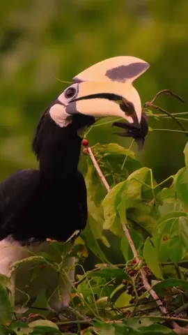 So effortless 😮 #animalsoftiktok #nature #bbcearth #hornbill