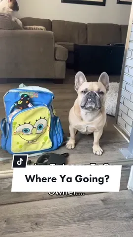 Someone has to hold down the fort! #upthemovie #boyscouts #tribe54 #dogsoftiktok #velcrodog #dogparent #frenchiesoftiktok #homealone @somefrenchienamedapollo @somefrenchienamedapollo