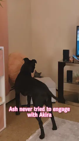 Interspecies friendships have my whole heart! 🥺🫶🏼