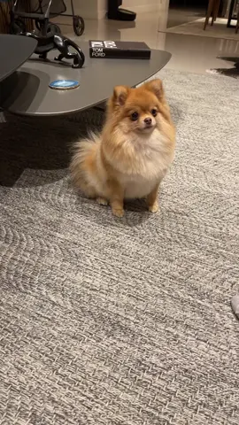 Dá a patinha, deita e rola 🎶@Luísa Sonza #CACHORRINHASChallenge #luludapomerania #spitzalemao