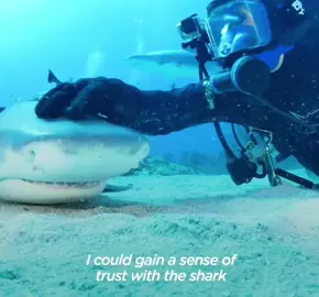 #shark #ocean #interaction #natgeo  #nature #fyp