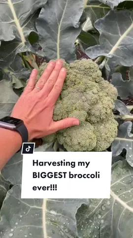 😱OMG! Check out my massive broccoli! I’ve nevet seen anything like this before! #growingbroccoli #broccoli #gardentok #weirdvegetable #shocking #viral
