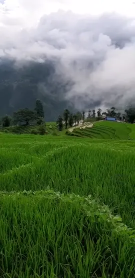 #agriculturetiktok #agriculture #beautifulplace #nepalitiktok #tiktoknepal #foryou #fypシ #keepsupporting #foryoupage @aanshvermaa_100 @puspa___bhandari
