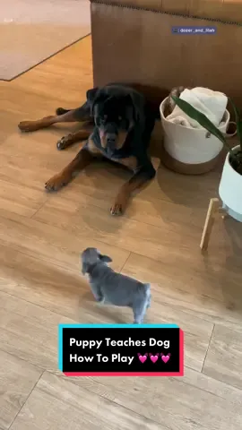 Rottweiler gets a tiny puppy and doesn't know what to do with her until she teaches him how to play together 💕 #puppy #dogsoftiktok #bestfriend (IG: dozer_and_lilah)