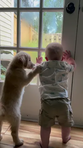 Maui and her cousin are besties already 👶🏼🐶 #goldenretriever #puppiesandbabies #goldenretrieverpuppy #goldensoftiktok #puppytiktok #puppytok #puppylove #goldenretrieverlife #PetsOfTikTok #babiesanddogs
