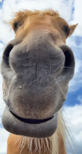 #horse #hello #fyp #horsetiktok #equestrianlife #hellothere #voorjou #animalsoftiktok #