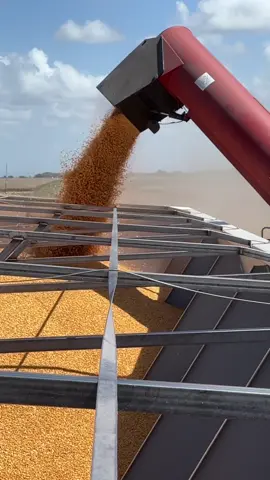 @Walkabout Mother Bin in da house! 4000bu temporary infield storage system to keep harvest running. Get you one here at #shoppas #harvest #farmtok #johndeere #texasfarmer #corn #storage #fyp #foryoupage #motherbin