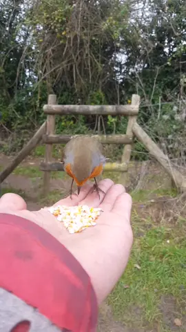 Rio flying down from the trees for a little snack. #riotherobin #robinsoftiktok #birdsoftiktok #robinredbreast #robin #europeanrobin #robinbird #robins #birdfriend #birdwhisperer #wildlifefriend #wildlifewhisperer #tiktokbirds #handfeedingbirds #animalwhisperer #feedingbirds #tiktokwildlife