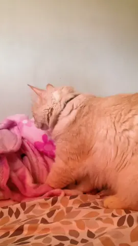 En la michi pizzeriaa! #sussy #Cats #catlover #catsoftiktok 🐈✨❤️