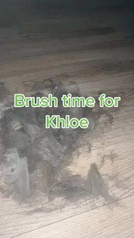 He didnt like the hat made out of his hair😅 #catsoftiktok #catlover #cattok #khloethecat #grooming