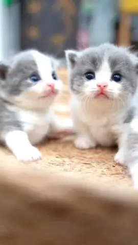 ʙʀɪᴛɪꜱʜ ꜱʜᴏʀᴛʜᴀɪʀ ᴋɪᴛᴛᴇɴ 💕 #britishshorthair #kitten #cat #pet #cute #funny #trending #pets #英国短毛猫 #宠物 #小猫 #可爱 #可爱动物