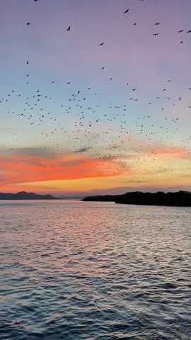 Pulau ini bakal sepi pengunjung, setelah kenaikan tiket nanti hmm!!.#tamannasionalkomodo #kalong #kalongisland #kalongislandsunset #labuanbajoindonesia #labuanbajo #tamannasionalkomodo #kenaikanhargatiketpulaukomodo #tiketkomodonaik #kenaikanhargatiketpulaukomodo