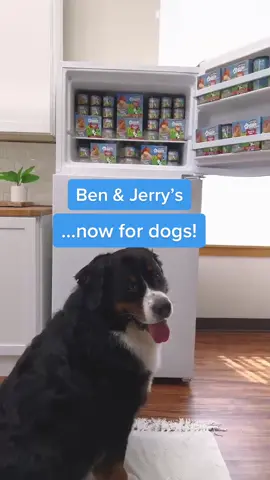 POV: You're the best dog parent everrrr.