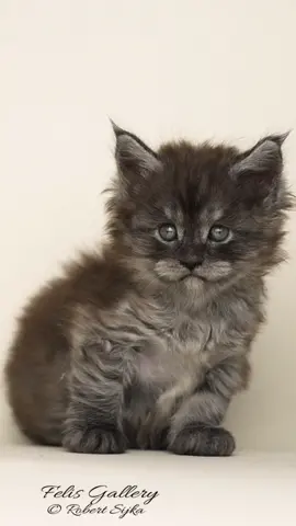 Before and after. #mainecoon #cats #kittens #felisgallery #catsoftiktok