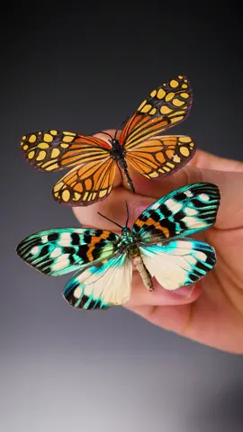 The bluest butterfly in my collection. Most people think it’s a blue morpho, but they don’t know Barry ❤️😔 #Science #animals #LearnOnTikTok