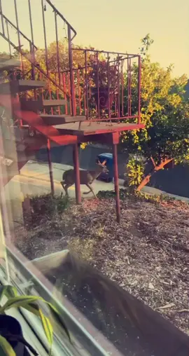 Deer right outside my window💓 #babydeer #CVSPaperlessChallenge