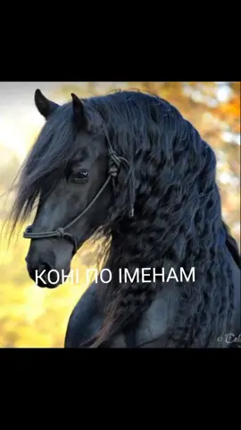 #москальнекрасівий #СЛАВАУКРАЇНІ🇺🇦🇺🇦🇺🇦 #путінхуйло🔴⚫ #смішніконі  #бандерагерой🇺🇦🇺🇦🇺🇦 #🇺🇦🇺🇦♥️❤️💙💛