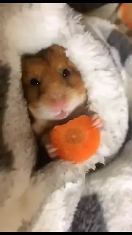 Hamster eats carrots🐹#Animal#hamster#fypシ#fyp