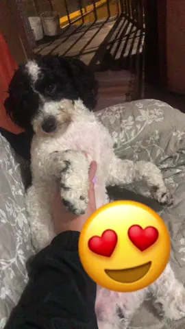 Mi bello Aoky todo chineado 🐶🥰😍🫶🏼#feliz #relajado #frenchpoodle #blancoynegro