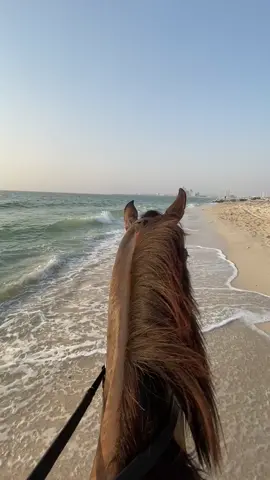 تهت في بحر الشعر والأغنيات لا معي مينا ولا قلبي رساها... #horse #beach #explore #🤍