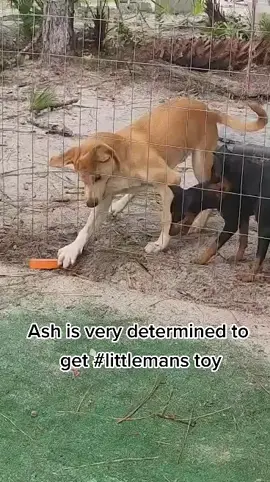 #puppy #husky #toys #determination #playtime #puppies