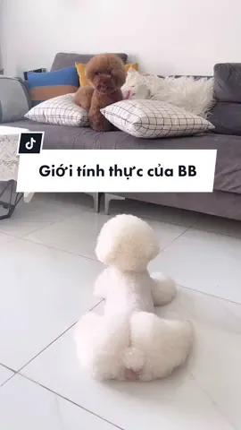 Sự thật lạ lùng về Bánh Bao phần thứ N #fyp #foryou #petlover #cutedog #boo #banhbao #cute #fun