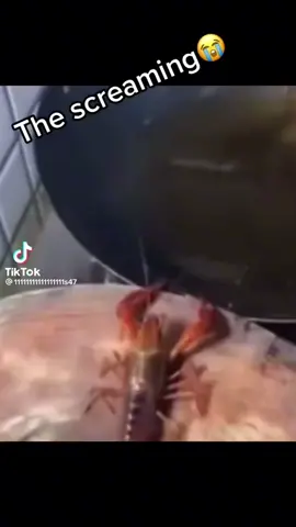 Swimmity swim💀 #funnyvideos  #meme #memes #scream #lobster #frank #foryou #foryoupage #foryourpage #foryoupageofficiall #cooking #cookingmemes