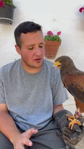 Primer dia de adriestramiento de mi Aguila Harris (Apolo) ❤️🦅 #adiestramiento #primer #dia #aguila #apolo #aguilaharris #harris #eagle #harrishawk #animales #animalestiktok #animalessalvajes #cetreria #cetrerostiktokers #cetreriaespaña #cetreriaespañola #cetreriaarteypasion #top #viral #nature