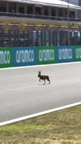 tackling those hare-pin bends in hungary… 🙃🐇 #f1 #formula1 #hungary #bunny