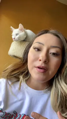 He’s effing up our house I went outside and saw a lot of holes 😭 ps. I was super excited because I’ve never seen one this close 😂 #funny #woodywoodpecker #woodpecker #animals #wildlife #MickeyFriendsStayTrue #CVSPaperlessChallenge