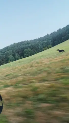 #doberman #Running #walkingdead #happydog #dobermans_of_tiktok #crazydog #loversdog🐶❤
