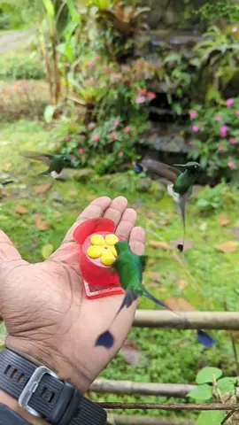 Photographed these beauties taking turns on my hand feeder! For those interested in the species name, these are booted racket tail hummingbird and I photographed this in Ecuador 😍.