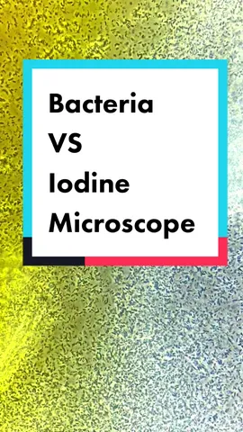 Replying to @wetdogstench BACTERIA VS IODINE UNDER THE MICROSCOPE #iodine #microscope #antiseptic #yellow #bacteria #germs #sterile