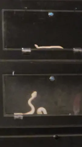Vipers come out to play at night #noperope #horror #scarymovie #snakes #reptiles #viper