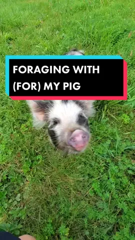 This is how we bond. #🐷 #🐖 #🐽 #puckthepig #foraging #foragingtiktok #pigforthewin #wildfood #wildfoodforaging #wildedibles #fyp #pigtok #kunekune #pigletsoftiktok #homesteadlife #homesteading #piglife