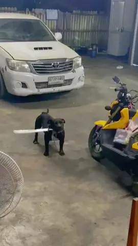 Dogs with knives are not to be messed with#dogsoftiktok #funny #cute #pet #foryou