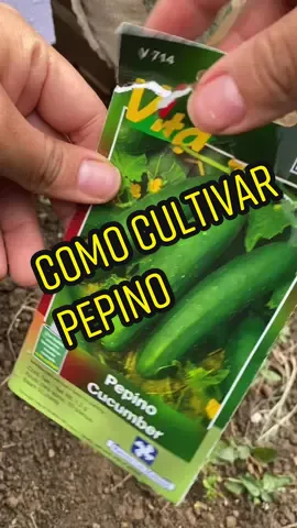 Cultivo de pepino en caja de siembra #pepino #cucumber #cultivodepepino #huertoencasa #siembratumismo #facilcultivo #fyp #viral #agrogirl #agronomia #comosembrar #huertourbano #growyourownfood #