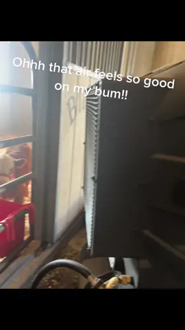 What is butter then cold air on your bum on a hot day! #bougiecattle #california #godisgood #highlander #californiacows #minicowsoftiktok #boutiqueranch #minicow #minicowsforsale #minicow #farmlife