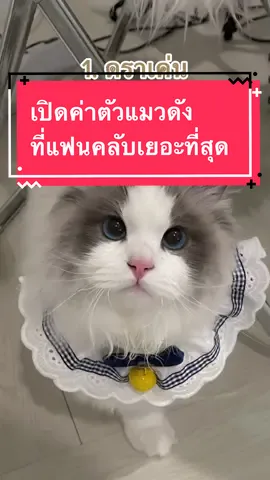 เปิดค่าตัวแมวดัง ที่แฟนคลับเยอะเท่สุด ตอนนี้พาน้องมาบุกติ้กต่อกแล้วคั้บ ฝากกดติดตามด้วยน้าาา #แมว #แมวน่ารัก #แมวเหมียว #แมวอ้วน #แมวน้อย #แมวตลก #ragdoll #ragdollthailand #fyp