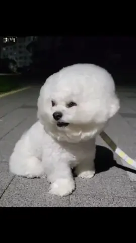 #cutedog #foryou #fyp #dog